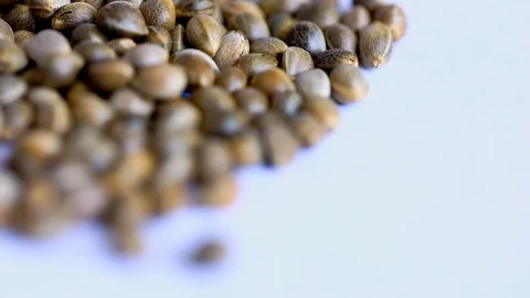 Macro Close-up Focus Pull 50fps of Cannabis Marijuana Seeds on a white backgr Stock Footage 121246112