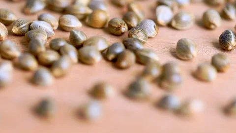 Macro Close-up Focus Pull 50fps of Cannabis Marijuana Seeds on wood Stock Footage 121246210