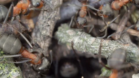 Macro close up footage of ants going in &amp; out of a tunnel in an anthill Stock Footage 129776010