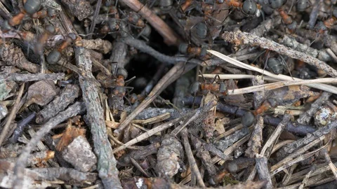 Macro close up footage of ants working in the anthill Stock Footage 129776706