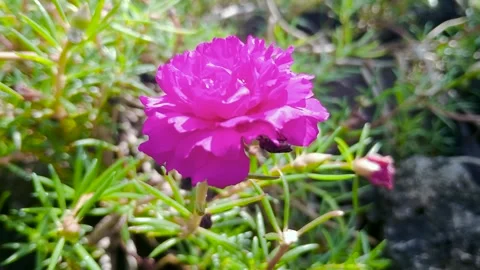 Macro close-up footage of an insect coming out of a Portulaca grandiflora bu Stock Footage 331847401