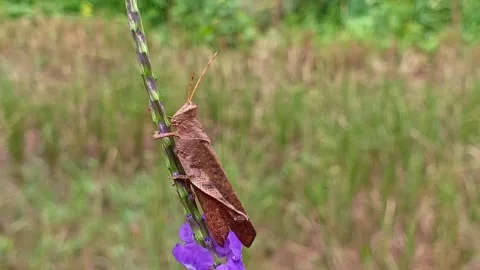 Macro close-up footage of a large brown grasshopper. Stock Footage 321940578