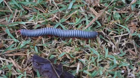 Macro close up footage of Millipede or Myriapod crawling on grasses, animal.. Stock Footage 312980291