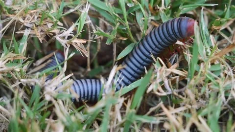 Macro close up footage of Millipede or Myriapod crawling on grasses, animal.. Stock Footage 312980292