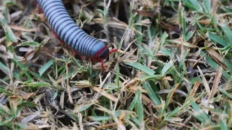Macro close up footage of Millipede or Myriapod crawling on grasses, animal.. Stock Footage 312980301