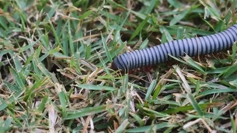 Macro close up footage of Millipede or Myriapod crawling on grasses, animal.. Stock Footage 312980306