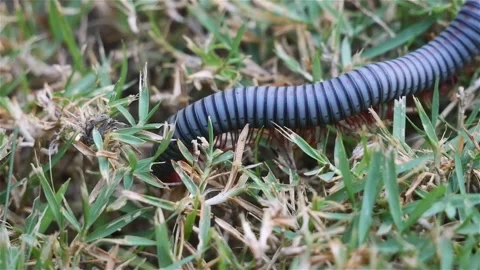 Macro close up footage of Millipede or Myriapod crawling on grasses, animal.. Stock Footage 312980315