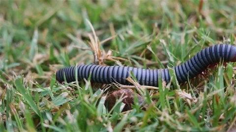 Macro close up footage of Millipede or Myriapod crawling on grasses, animal.. Stock Footage 312980328