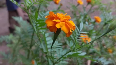 Macro close-up footage of a tiny insect perched on a bright yellow flower Stock Footage 277861796