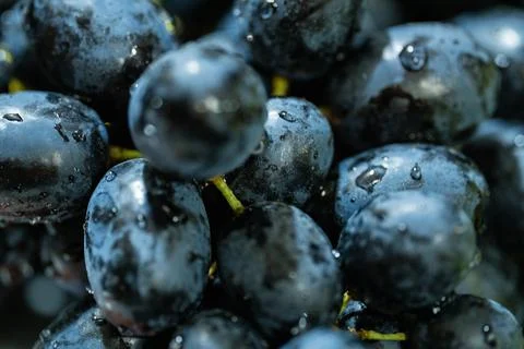 Macro close-up of fresh dark blue grapes with water drops Stock Photos