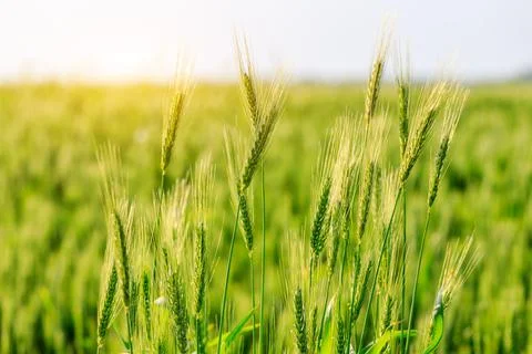 Macro close up of fresh ears of young green wheat in spring field. Stock Photos