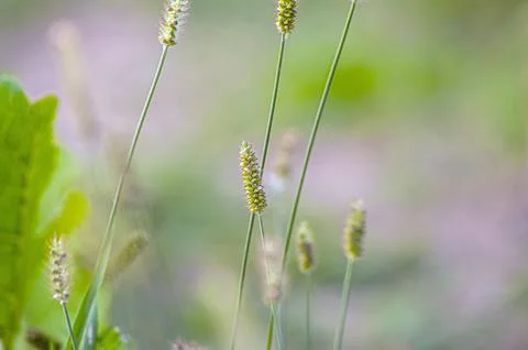 Macro close up of fresh ears of young green wheat in spring field. Agricultur Stock Photos