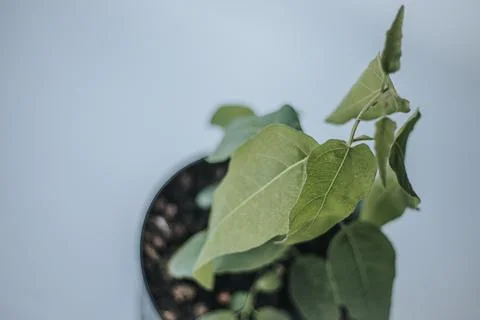 Macro close-up of a fresh green eucalyptus plant leaf with. Foto stock