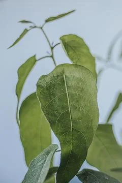 Macro close-up of a fresh green eucalyptus plant leaf with. Stock Photos