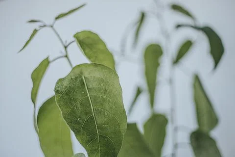 Macro close-up of a fresh green eucalyptus plant leaf with. Stock-Fotos