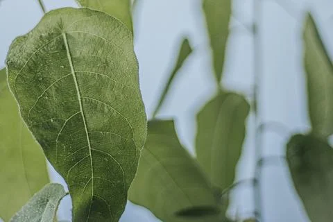Macro close-up of a fresh green eucalyptus plant leaf with. Foto stock