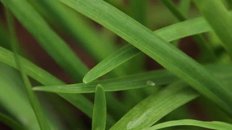 Macro Close-up of Fresh Green Grass Blades with Water Droplets Stockbeeldmateriaal 335139605