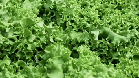 Macro close up of fresh green leaf lettuce with water droplets 스톡 동영상 331567664