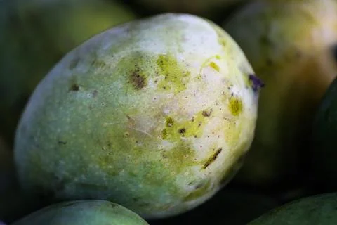 Macro Close up of Fresh Green Mango Group, Organic Raw Tropical Fruit with .. Stock Photos