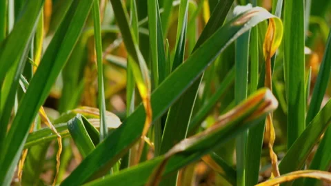Macro Close-up of Fresh Green Onion Leaves with Morning Dew Drops Vidéo 334830238