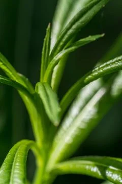 Macro close-up of fresh meadow grass with vivid green leaves, highlighting na Photos