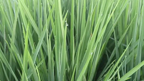 Macro Close Up of Fresh Morning Dew Drops on Vibrant Green Rice Plant Leaves Видео 345785495