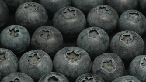 Macro Close Up of Fresh Ripe Blueberries in Tight Grid Pattern Stock Footage 340543626