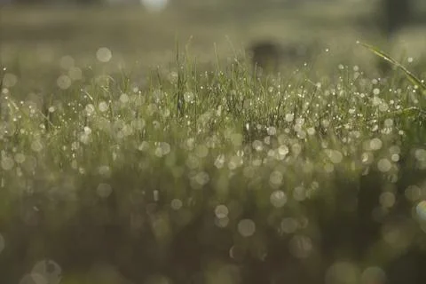 Macro close up of fresh spring grass with early morning dew – raw picture Stock Photos