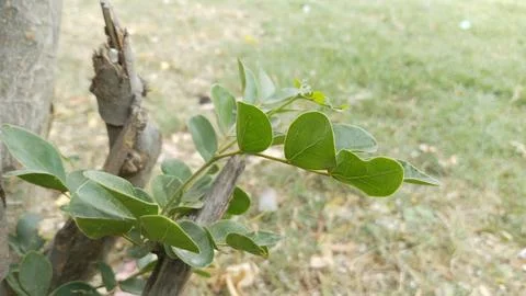 Macro close up fresh vibrant small green leaf shoots cut branch stub Stock Photos
