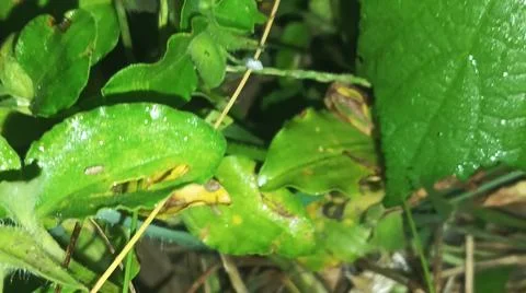 Macro Close Up of Fresh Water Dew Droplets on Green Leaf Surface Stock Photos