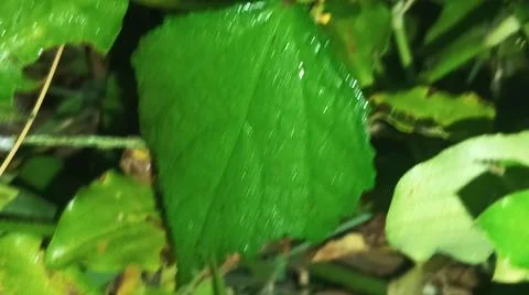 Macro Close Up of Fresh Water Dew Droplets on Green Leaf Surface Stock Photos