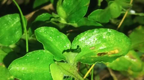 Macro Close Up of Fresh Water Dew Droplets on Green Leaf Surface Stock Photos