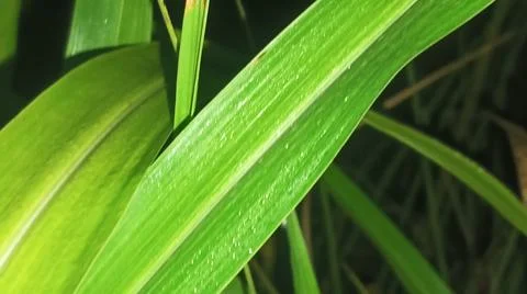 Macro Close Up of Fresh Water Dew Droplets on Green Leaf Surface Stock Photos