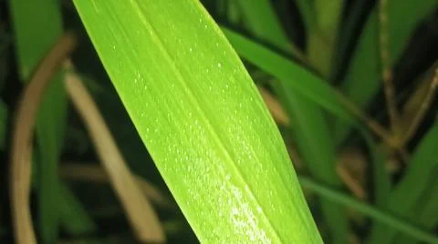 Macro Close Up of Fresh Water Dew Droplets on Green Leaf Surface Stock Photos