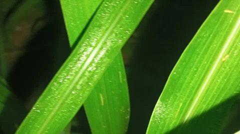Macro Close Up of Fresh Water Dew Droplets on Green Leaf Blade Stock Photos