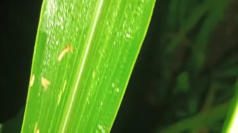Macro Close Up of Fresh Water Dew Droplets on Green Leaf Blade Stock Photos