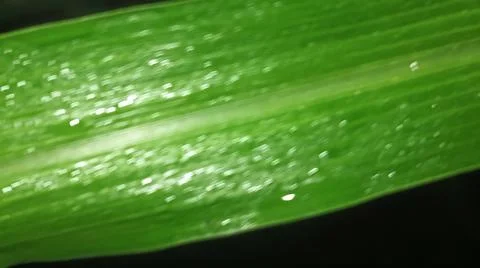 Macro Close Up of Fresh Water Dew Droplets on Green Leaf Blade Stock Photos