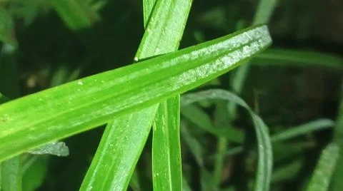 Macro Close Up of Fresh Water Dew Droplets on Green Leaf Blade Stock Photos