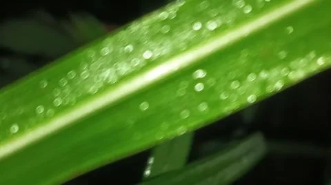 Macro Close Up of Fresh Water Dew Droplets on Green Leaf Blade Stock Photos