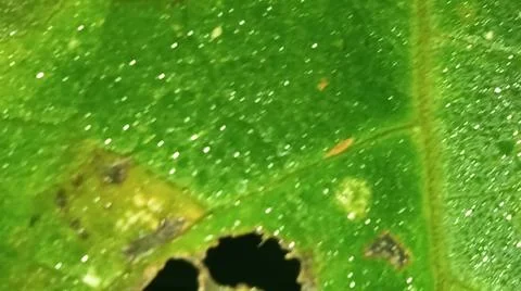 Macro Close Up of Fresh Water Dew Droplets on Green Leaf Blade Stock Photos