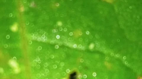 Macro Close Up of Fresh Water Dew Droplets on Green Leaf Blade Stock Photos