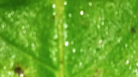 Macro Close Up of Fresh Water Dew Droplets on Green Leaf Blade Stock Photos