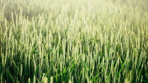 Macro close up of fresh young ears of young green wheat in spring summer fiel Stock Photos