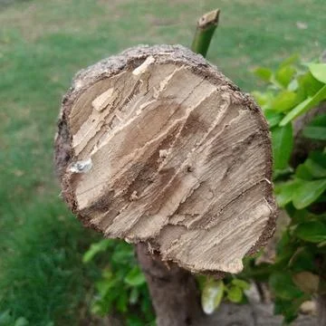 Macro close up freshly cut tree branch cross section wood grain rings Fotos de archivo