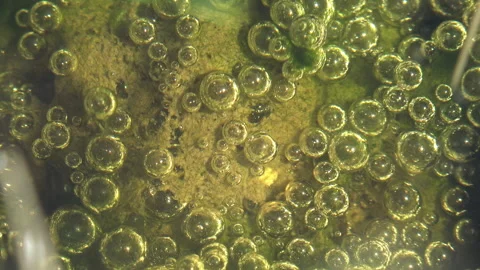 Macro Close-Up of Frog Spawn with Developing Embryos in a Sunlit Pond Stock Footage 334085362