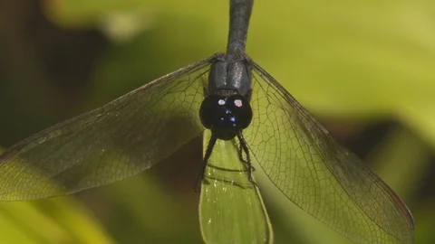 Macro close-up frontal shot of blue dragonfly on blade of grass facing the Stock-Footage 108034533