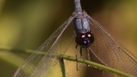 Macro close-up frontal shot of blue dragonfly on plant stem facing the camera Stock Footage 108034804