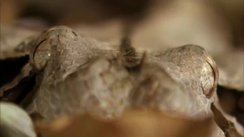 Macro Close Up of Gaboon Viper Camouflage in Leaf Litter, 4K b-roll Stock Footage 339639459