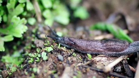Macro close up of a garden slug crawling on soil Stock-Footage 345546975