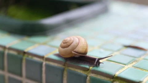 Macro close-up of a garden snail moving along a green tiled surface in a ga Stock Footage 347884838